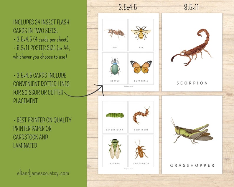 Insect Flash Cards | Printable Flash Cards | Preschool Cards ...