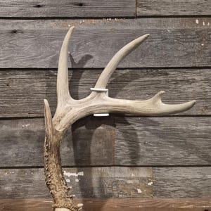 Shed antler hanger for wall display.