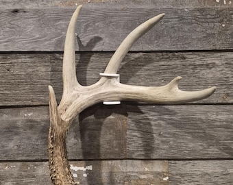 Shed antler hanger for wall display.