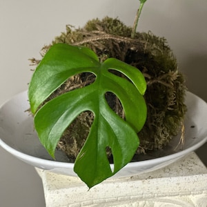 Mini-Monstera Kokedama