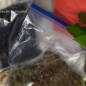 Das Kokedama Kit enthält Pflanze, lebendes Moos, Erde und ein Video wie man sein Kokedama erstellt. Großes einzigartiges Geschenk für den Pflanzenliebhaber in Ihrem Leben.
