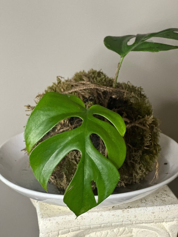 nerium plant Nerium mini Red Single main image 1