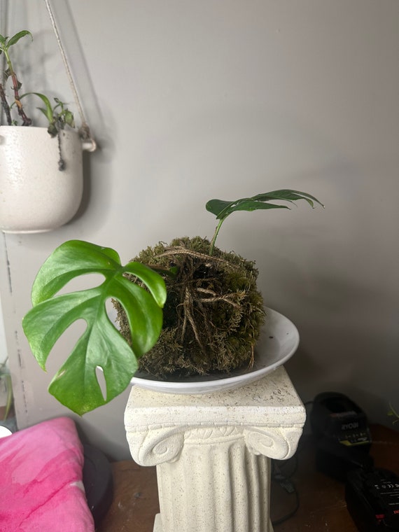 Mini-monstera Kokedama - Etsy