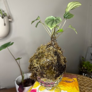 Kokedama Peppermoni im Glas