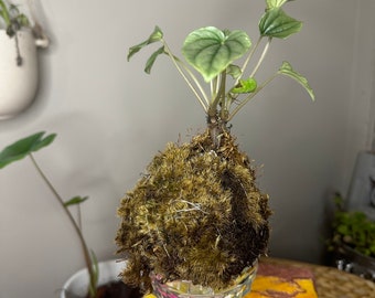 Peppermoni Kokedama in vetro