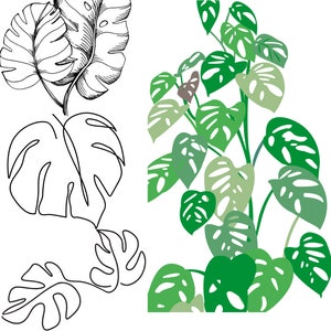 植物について学びながらアートセラピーができるモンステラケア大人用塗り絵