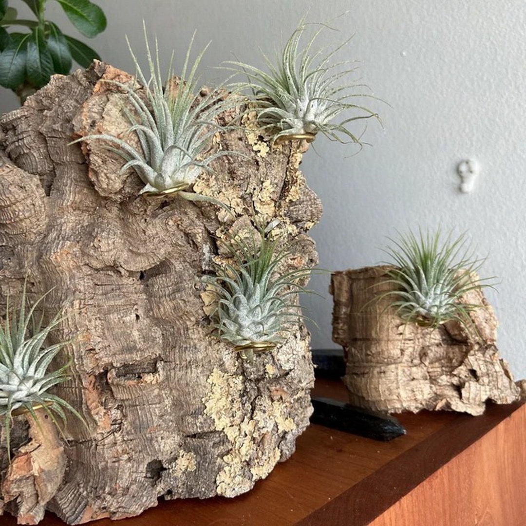 30 Day Guarantee on 3 Cork Bark Chunks With Assorted Plants by Etsy