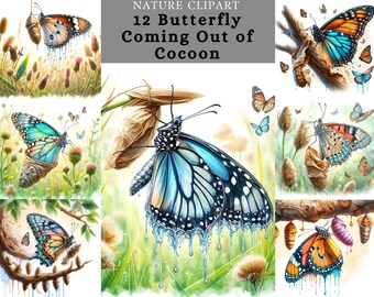 Butterflies Cocoon Clipart, Beautiful Butterfly Coming out from cocoon , colourful Butterflies sublimation printable design for paper craft