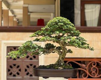 actual tree - Bonsai Ehretia microphylla (big size) / Carmona retusa bonsai tree / hokiantea - bonsai best character