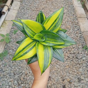 May include: A close-up of a Sansevieria trifasciata 'Golden Hahnii' plant. The plant features vibrant green and yellow striped leaves arranged in a rosette pattern. The leaves are thick and pointed, with a glossy texture. The plant is held in a hand.