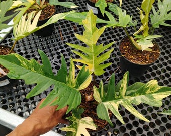 現在、この商品の在庫はありません - Etsy