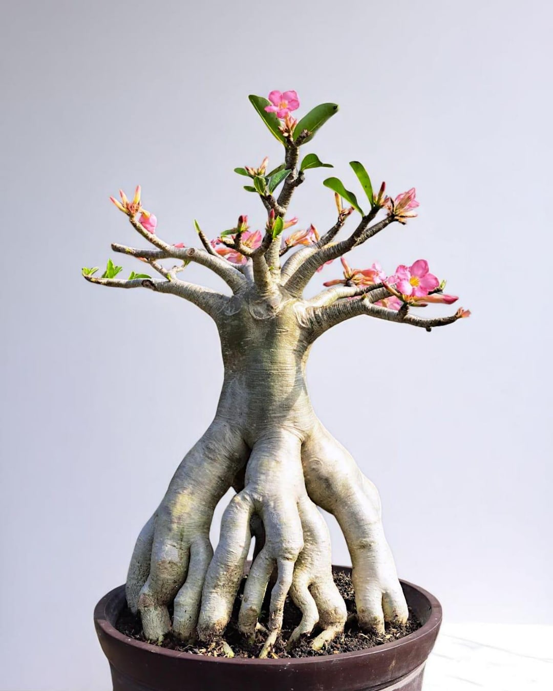Real Pict Adenium Octopus Roots - Adenium Long Codex Character ...