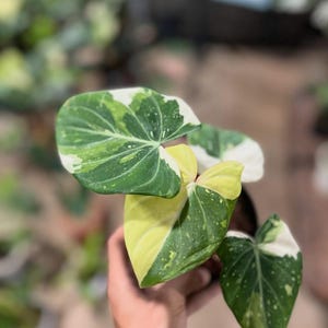 Variegated philodendron gloriosum - Etsy sterreich