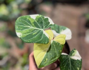 アンスリウム パピリラミナム×グリーンマンバ 斑入り - Etsy 日本