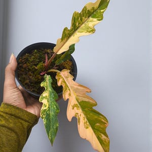 Puede incluir: Una planta de Philodendron en maceta con hojas grandes y abigarradas en tonos verdes, amarillos y melocotón. La planta está en una maceta negra llena de musgo. Las hojas tienen un borde único y ondulado.
