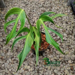 10plants Monstera burlemax flame - monstera Burlemarx flame - rare monstera - monstera variegated