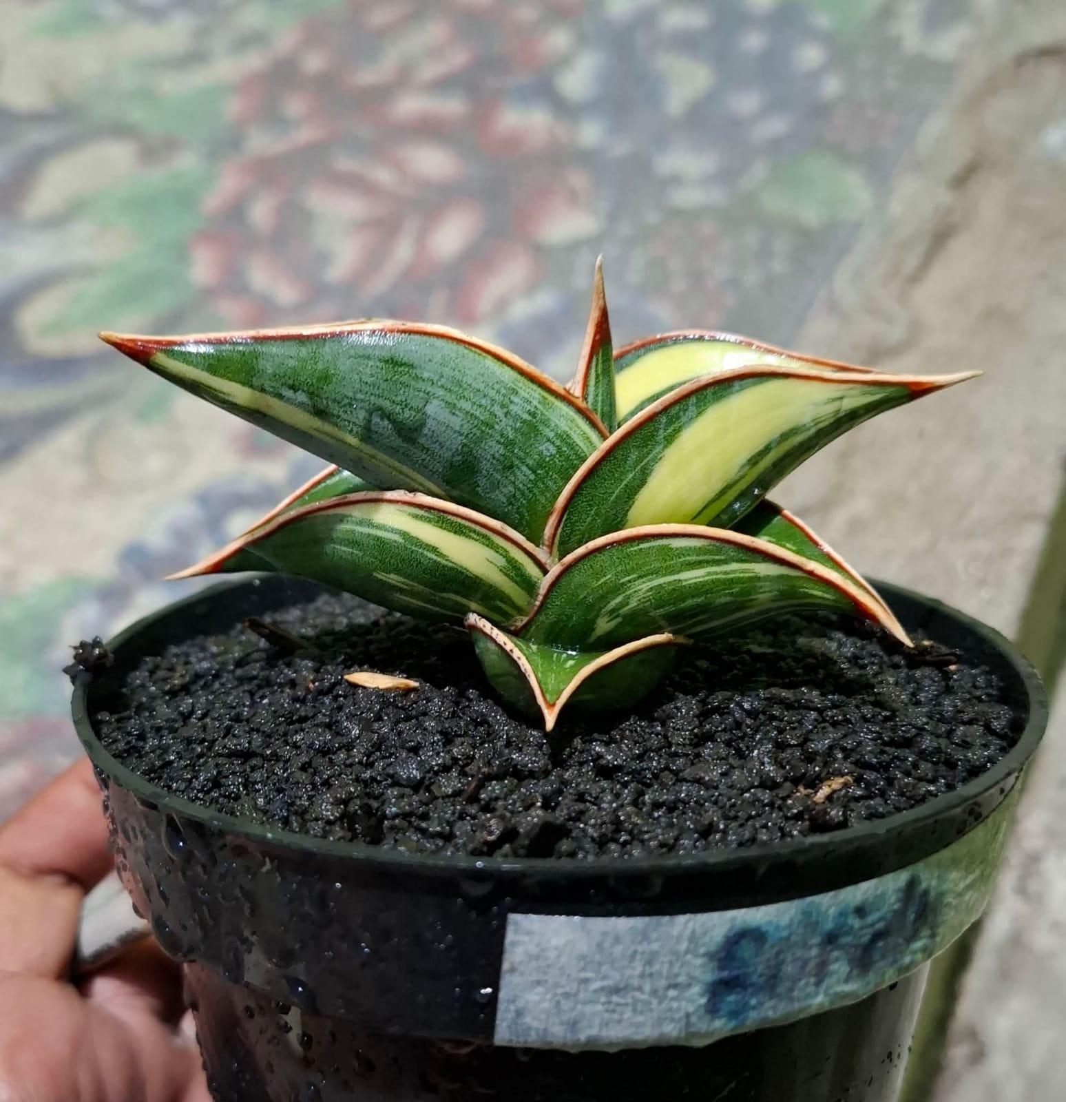 Sansevieria Rorida Variegated - Etsy