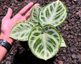 10 plantas de anturio plateado cromado - anturio raro abigarrado