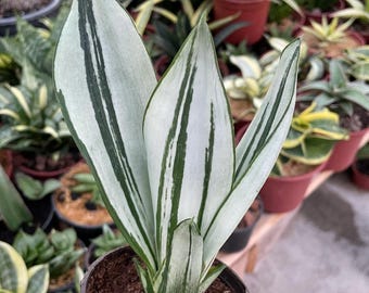 Sansevieria Brazilian Moonshine (p) | Imported Plants - Etsy