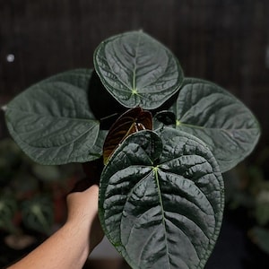 Anthurium Dorayaki X Luxuryan / Luxuryan x Dorayaki - rare anthurium - anthurium variegated