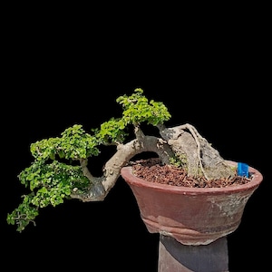 May include: A bonsai tree with vibrant green leaves and a thick, curved trunk. The tree is planted in a reddish-brown ceramic pot, resting on a matching pedestal. The background is solid black.