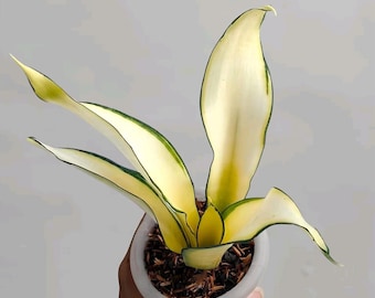 Sansevieria golden Ashahi mutation unique plant snake house plant