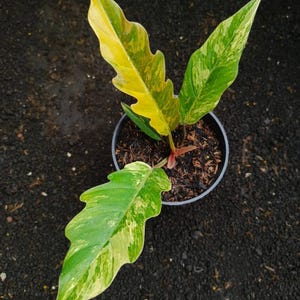 Puede incluir: Una planta de interior en maceta con hojas grandes y abigarradas. Las hojas muestran una mezcla de tonos verdes y amarillos, con algunas secciones casi completamente amarillas. La planta está en una maceta de plástico negro, sobre un fondo oscuro y texturizado.