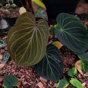 Puede incluir: Primer plano de varias hojas grandes en forma de corazón con venas prominentes. Las hojas muestran una gama de colores, desde el verde oscuro hasta un tono verde-marrón, con venas rosadas. Las hojas están rodeadas de hojas verdes más pequeñas y mantillo marrón.