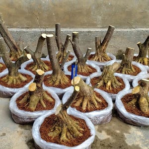 Puede incluir: Una colección de pequeños bonsáis, cada uno plantado en un recipiente de plástico blanco lleno de tierra marrón. Los árboles tienen troncos gruesos y texturizados y ramas recién podadas. El fondo es una superficie de hormigón.