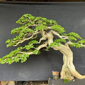 actual tree - Bonsai Premna Microphylla natural style - top bonsai global - bonsai tree best character
