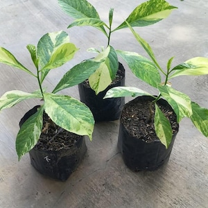 10 plantor Adansonia digitata brokigt (gult) sällsynt träd