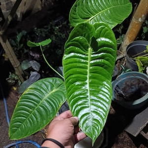 Anthurium veitchii king - rare anthurium - anthurium variegated