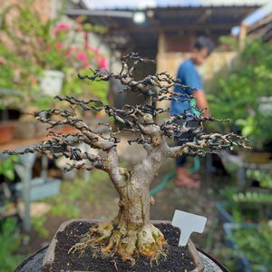 eigentlicher Baum - Bonsai Wrightia religiosa / Wasser Jasmin Bonsai Natural Style - Bonsai Baum bester Charakter