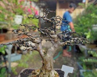 actual tree - Bonsai Wrightia religiosa / water jasmine bonsai natural style - bonsai tree best character