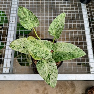 超希少❗️フィロデンドロン　ツィーディー　アヌムギガンテウム✨ Variegated philodendron giganteum - Etsy 日本