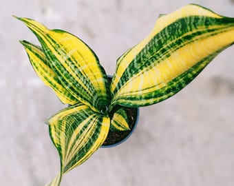 Sansevieria futurata America gold unique plant snake plant rare