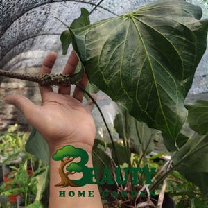 Anthurium Delta Force varian - rare anthurium - anthurium variegated