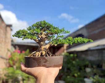 actual tree - Bonsai Premna Microphylla shohin style - bonsai best character