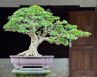 actual tree - Bonsai water Jasmine - bonsai wrightia religiosa - bonsai tree best character