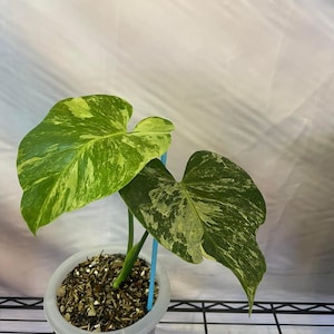 Puede incluir: Una planta de Monstera en maceta con hojas grandes y abigarradas en tonos verdes y amarillos. La planta está en una maceta de plástico transparente con tierra y un palo de soporte azul.