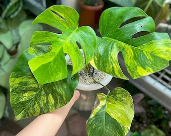 Y*_様 モンステラ・フシギダネ　順化済み 斑入り Y*_様 モンステラ・フシギダネ 順化済み 斑入り 斑入りモンステラ