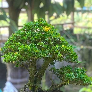 rzeczywiste drzewo - Bonsai Saraca asoca - Saraca indica bonsai (żółty kwiat) - najlepszy charakter bonsai