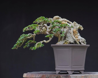 Árbol real - Bonsai Premna Microphylla - Bonsai estilo semi cascada con el mejor carácter