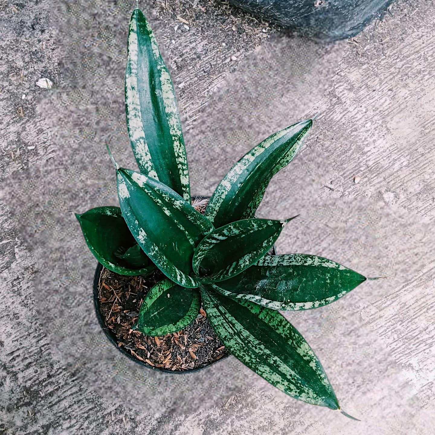 Sansevieria whitney - Etsy 日本