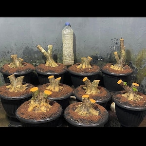 Puede incluir: Una colección de bonsáis en macetas negras, con ramas recién cortadas, junto a una botella de plástico transparente con tapa azul. Los árboles están plantados en tierra, contra una pared gris.