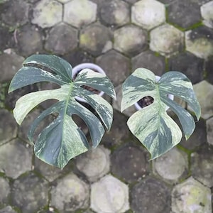 Peut inclure: Deux plantes de Monstera deliciosa en pot avec de grandes feuilles fendues. Les feuilles sont un mélange de vert foncé et de panaché blanc crème. Les plantes sont dans des pots blancs, sur un patio en pierre hexagonale.