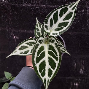 Anthurium Silver blues X King of Spades / HU - Anthurium raro, planta de interior tropical, Anthurium abigarrado