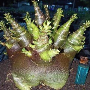 Puede incluir: Primer plano de una planta suculenta única con múltiples tallos verdes en forma de dedos que emergen de una base bulbosa y marrón. La planta tiene una apariencia texturizada, con pequeñas hojas verdes en las puntas. Un encendedor azul está al lado de la planta.