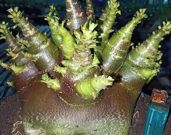 10 piante adenium godji nero carattere CKD - adenium ARABICUM - adenium godji - adenium obesum - adenium RCN - adenium somalen