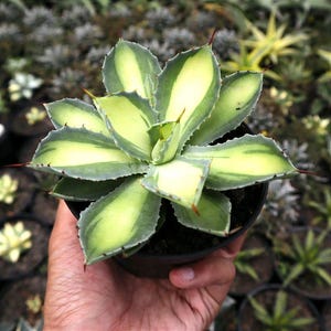 May include: A potted succulent plant with green and yellow variegated leaves. The plant has sharp, pointed tips with reddish-brown edges. The plant is held in a black pot, with other plants visible in the background.